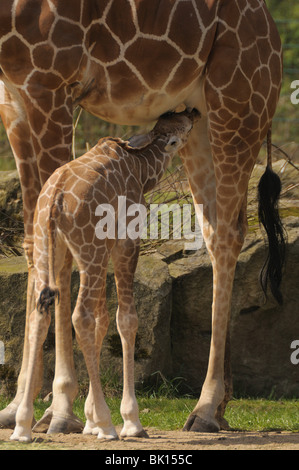 Giraffen Stockfoto