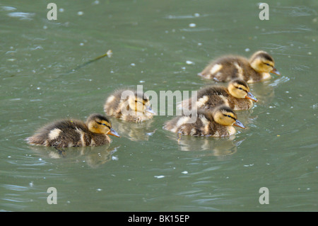 junge Stockenten Stockfoto