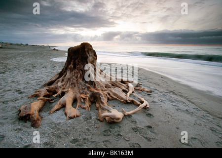 Baumstamm am Strand in der Nähe von Hokitika Neuseeland Stockfoto