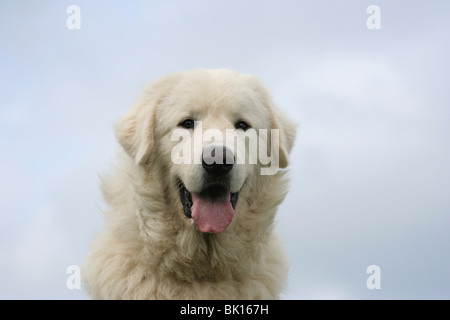 Maremma und typvoll Shepdog Stockfoto