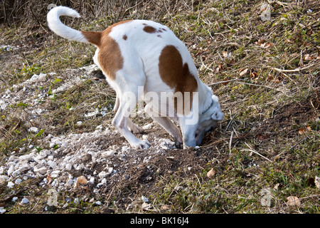 Weiß und Tan Mischling Hofhund untersucht ein Kaninchenloch, Hampshire, England. Stockfoto