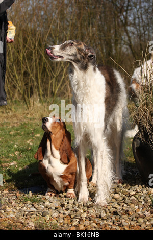 Basset Hound und Barsoi Stockfoto