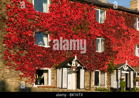 Wildem Wein oder 5-blättrig Efeu (Parthenocissus Quinquefolia) an Land an Bamford, Peak District, Derbyshire, England, UK Stockfoto