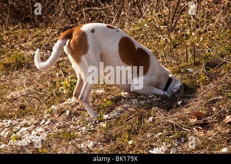 Weiß und Tan Mischling Hofhund untersucht ein Kaninchenloch, Hampshire, England. Stockfoto