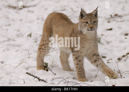 Luchs Stockfoto