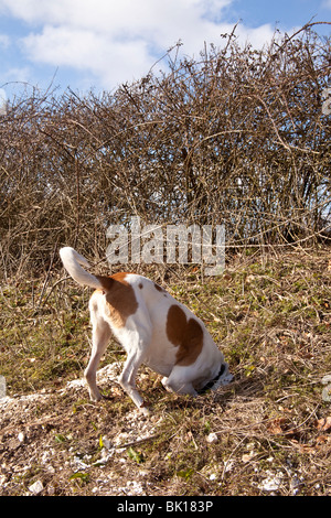 Weiß und Tan Mischling Hofhund untersucht ein Kaninchenloch, Hampshire, England. Stockfoto