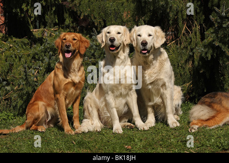 Golden Retriever Stockfoto