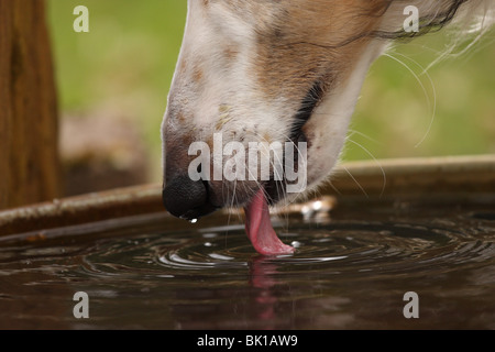 trinken Stockfoto