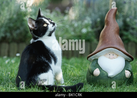 Europäisch Kurzhaar Stockfoto