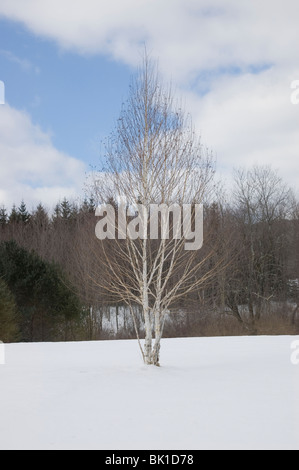 Ein einzelner Baum wächst auf einer Lichtung im Winter. Stockfoto