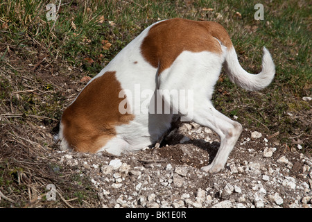 Weiß und Tan Mischling Hofhund untersucht ein Kaninchenloch, Hampshire, England. Stockfoto