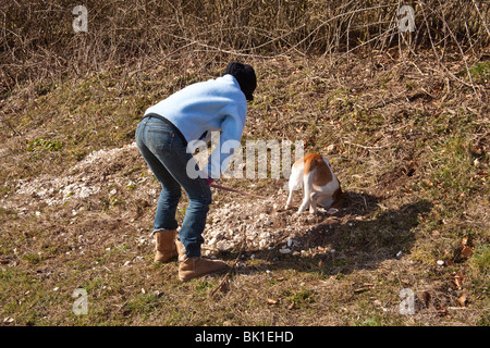 Weiß und Tan Mischling Hofhund untersucht ein Kaninchenloch, Hampshire, England. Stockfoto