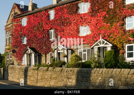 Wildem Wein oder 5-blättrig Efeu (Parthenocissus Quinquefolia) an Land an Bamford, Peak District, Derbyshire, England, UK Stockfoto