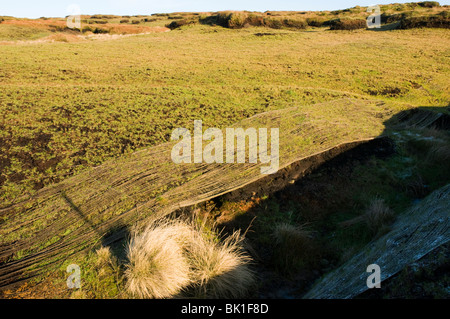 Schützende Mattierung platziert zum Schutz einer nachgesäten Gegend von Torfmoos, Saddleworth, Oldham Bezirk, Greater Manchester, England, UK Stockfoto