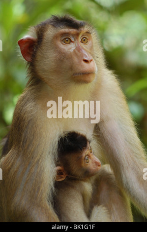 Weiblichen südlichen Schwein-tailed Macaque mit ihrem Baby in den Regenwald in Sepilok, Borneo. Stockfoto