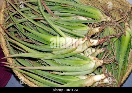 Aloe Vera zum Verkauf. Fira Natura. Lleida. Katalonien, Spanien. Stockfoto