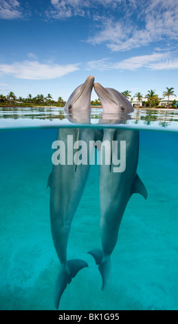 Atlantische große Tümmler (Tursiops Truncatus), Nase an Nase in der Dolphin Cay Atlantis Resort, Bahamas Stockfoto