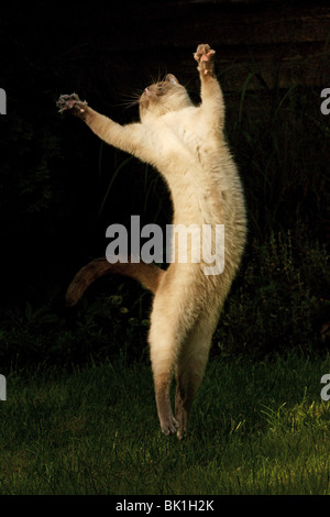 Kater Stockfoto