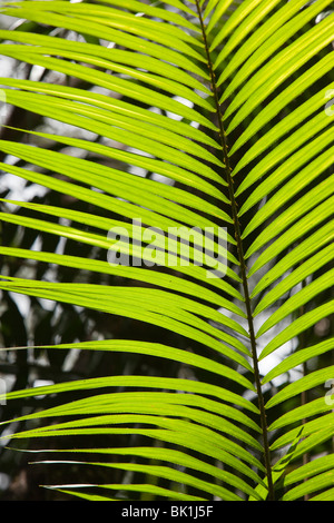 Eine tropische Palme im Daintree Rainforest, Queensland, Australien. Stockfoto