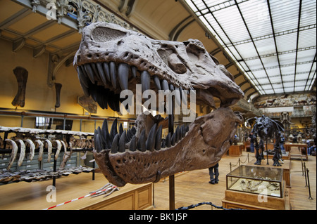 Schädel des Tyrannosaurus Rex, Ausstellung im Museum für Naturgeschichte in Paris Stockfoto