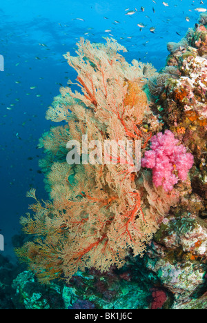 Korallen-Patch, Andamanensee, Richelieu rock Stockfoto