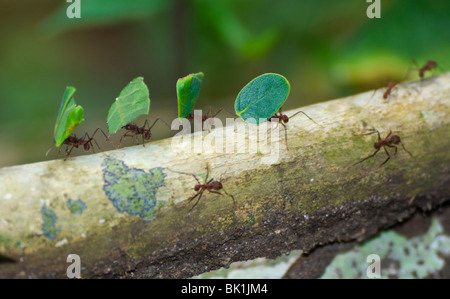Blatt Scherblock Ameisen tragen lässt, Soberania Nationalpark, Panama Stockfoto
