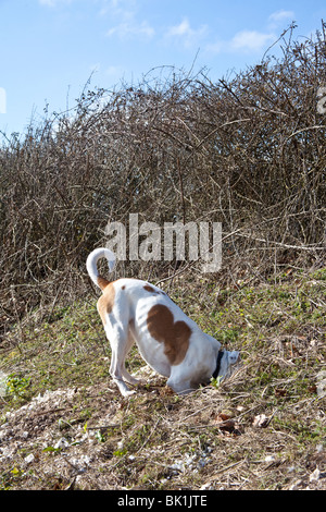 Weiß und Tan Mischling Hofhund untersucht ein Kaninchenloch, Hampshire, England. Stockfoto