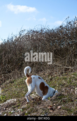 Weiß und Tan Mischling Hofhund untersucht ein Kaninchenloch, Hampshire, England. Stockfoto