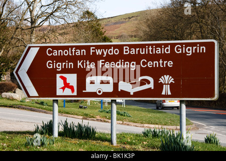 Gigrin Farm Kite Center, Mid Wales Fütterung Stockfoto