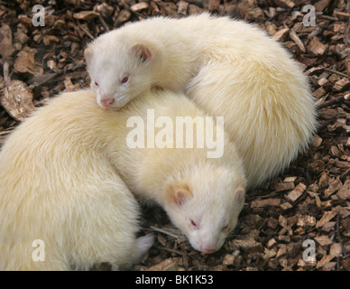 Inländische Frettchen Mustela Putorius Furo, Mustelidae Stockfoto