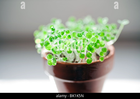 Wassertropfen auf einem kleinen grünen Sprossen in Keramik Topf Stockfoto