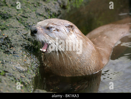 North American River Otter, Lontra Canadensis, Mustelidae, Nordamerika und Kanada Stockfoto