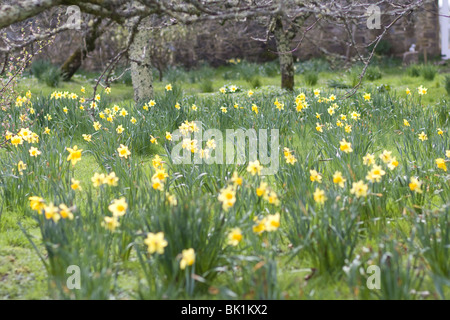 Narzissen in Cornwall im Frühjahr Cotehele House and gardens Stockfoto