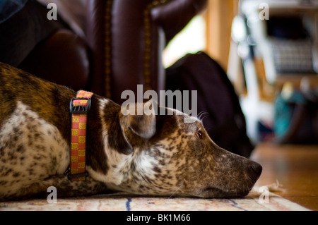 Ein Hund liegt auf einem Teppich mit offenen Augen. Stockfoto