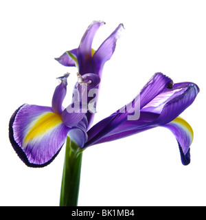 Iris Blume isoliert auf weißem Hintergrund Stockfoto