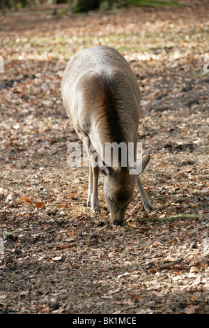 Sika Hirsch, Cervus Nippon Nippon Cervidae. Weiblich, Doe. Stockfoto