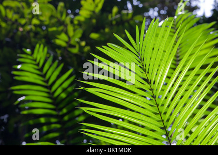 Eine tropische Palme im Daintree Rainforest, Queensland, Australien. Stockfoto