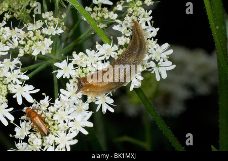 Europäische rote Slug Arion rufus Stockfoto