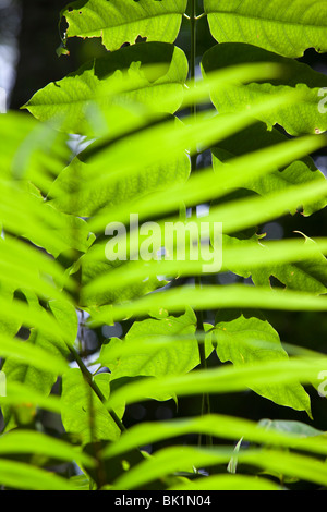 Eine tropische Palme im Daintree Rainforest, Queensland, Australien. Stockfoto