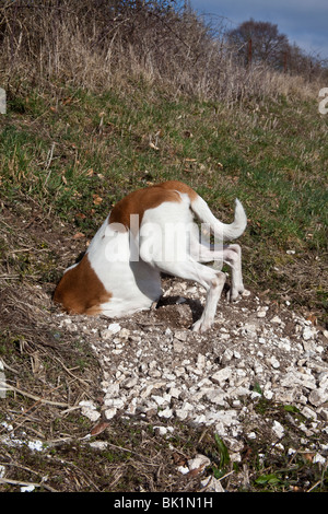 Weiß und Tan Mischling Hofhund untersucht ein Kaninchenloch, Hampshire, England. Stockfoto