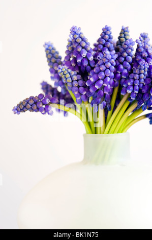 Bündel von Muscari oder Trauben Hyazinthe in einer Vase kann vor einem weißen Hintergrund Stockfoto