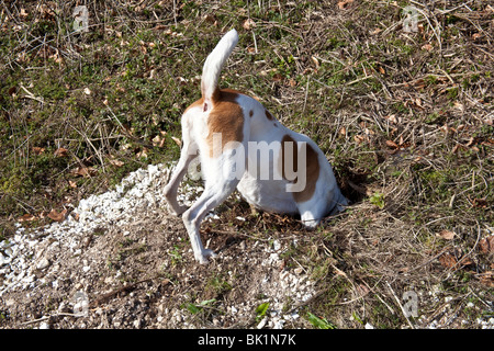 Weiß und Tan Mischling Hofhund untersucht ein Kaninchenloch, Hampshire, England. Stockfoto