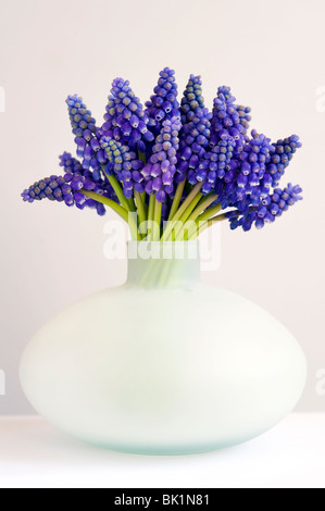 Bündel von Muscari oder Trauben Hyazinthe in einer Vase kann vor einem weißen Hintergrund Stockfoto