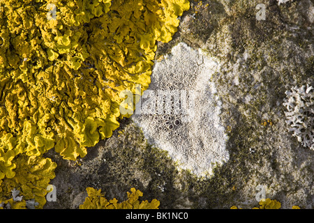 Basaltgestein mit Nahaufnahme von u.a. die Flechten Lecanora Chlarotera (weiß), Streefkerk, Süd-Holland, Niederlande Stockfoto