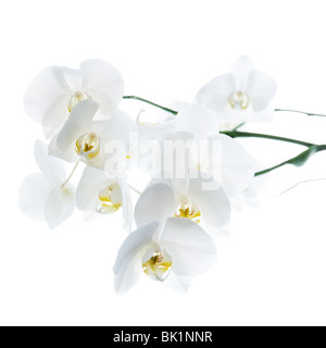 Zweig der schönen frischen Orchid isoliert auf weißem Hintergrund Stockfoto