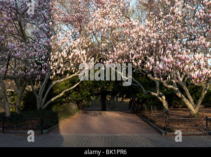 Central Park Tulip Bäume und Magnolienblüten im Frühjahr Stockfoto