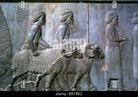 Entlastung der Sogdier, die Apadana, Persepolis, Iran Stockfoto