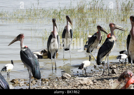 Afrika, Äthiopien, Marabu Störche, (Leptoptilos Crumeniferus), waten im Wasser Stockfoto