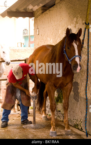Pferd wird beschlagen bei Lienzo Charro, Guadalajara, Jalisco, Mexiko Stockfoto