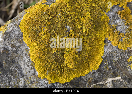 Nahaufnahme von der Flechte Xanthoria Calcicola auf Basalt, Streefkerk, Süd-Holland, Niederlande Stockfoto